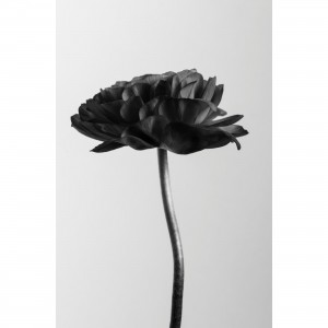 Quadro Flor em Arte Preto e Branca - Black Flower