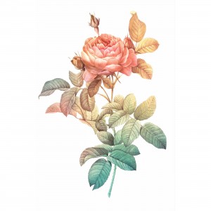 Quadro Flor Rosa Arte Vintage decorativo
