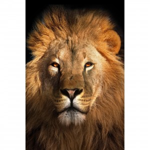 Quadro Leão Africano decorativo - Lion Face Art