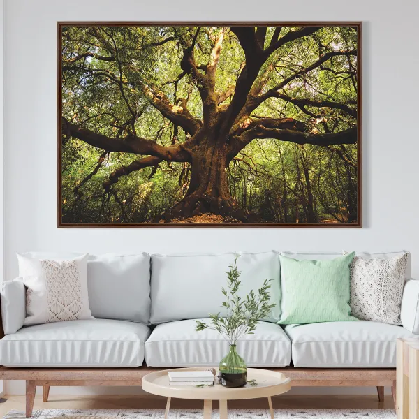Quadro Árvore Parque  Ilice del Carrinu - Itália