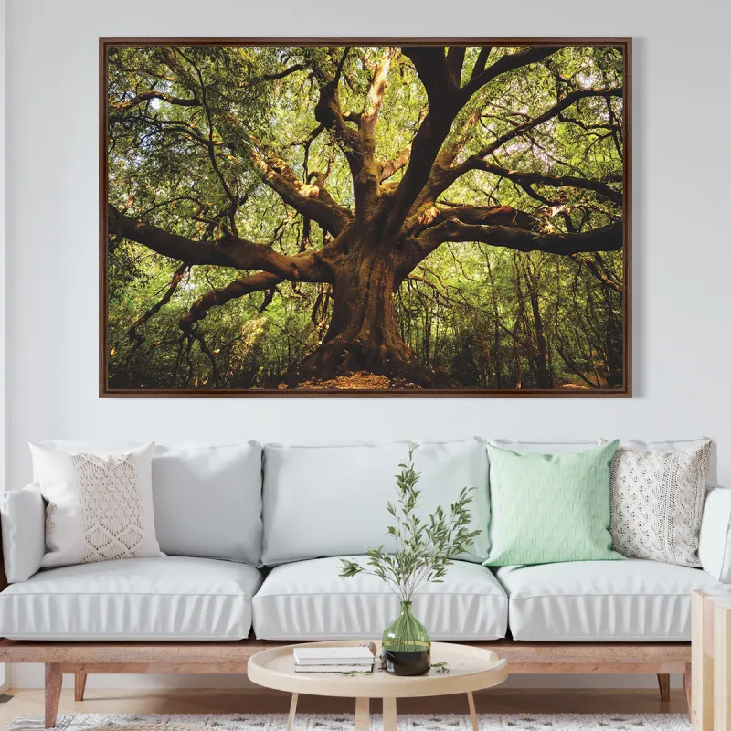 Quadro Árvore Parque  Ilice del Carrinu - Itália