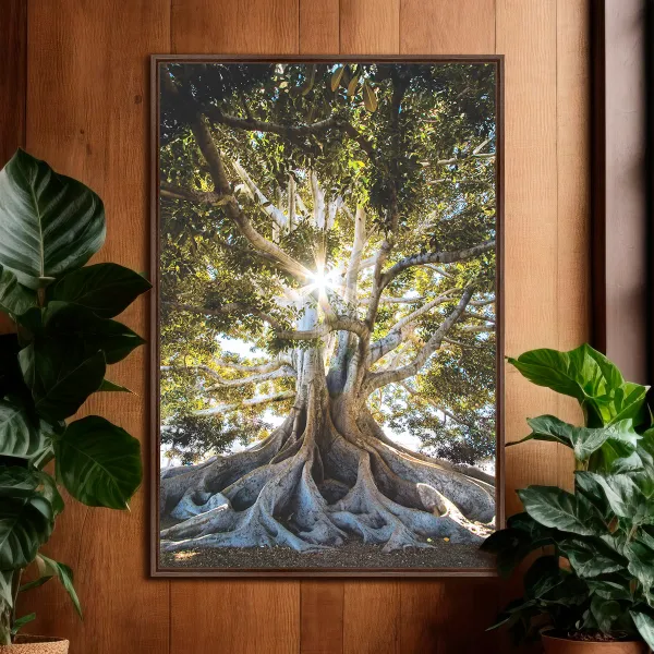Quadro Árvore Oliveira Grandes Raízes
