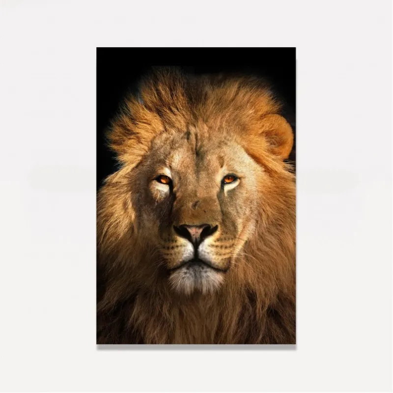 Quadro Leão Africano Olhar Imponente