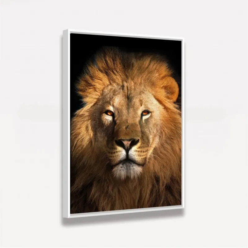 Quadro Leão Africano Olhar Imponente