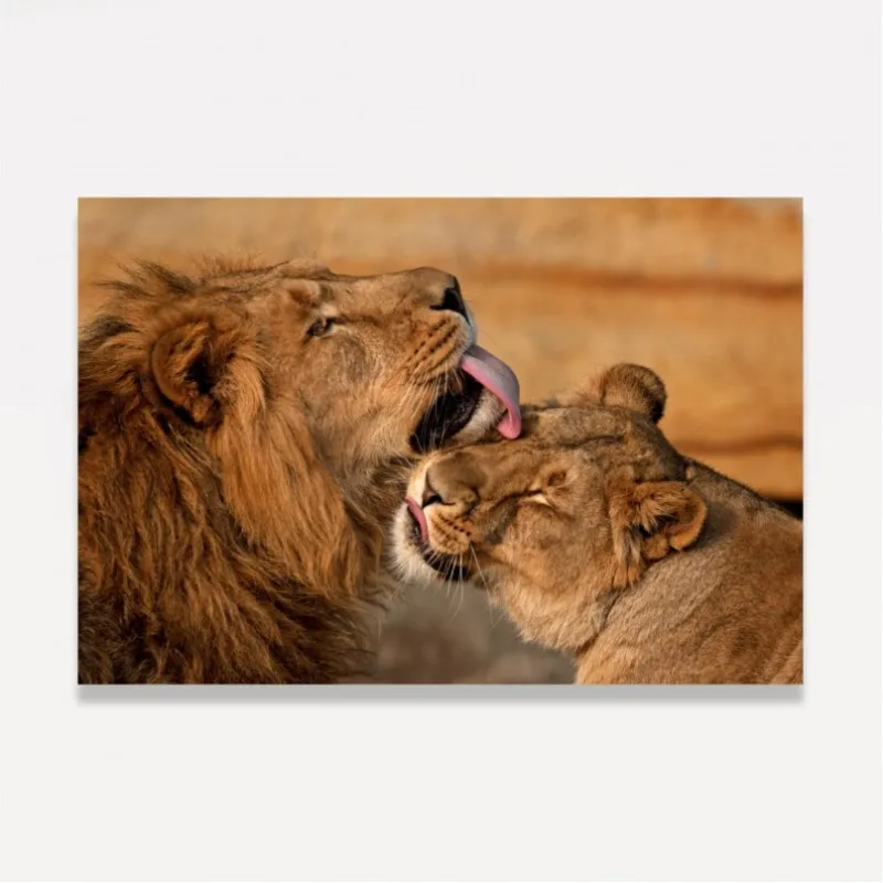 Quadro Casal de Leões Carinho e Amor