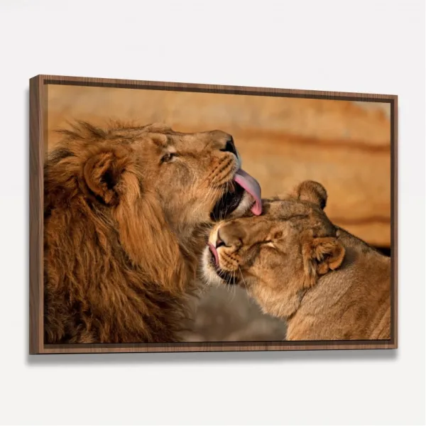 Quadro Casal de Leões Carinho e Amor