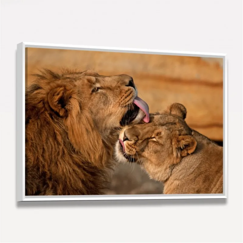 Quadro Casal de Leões Carinho e Amor