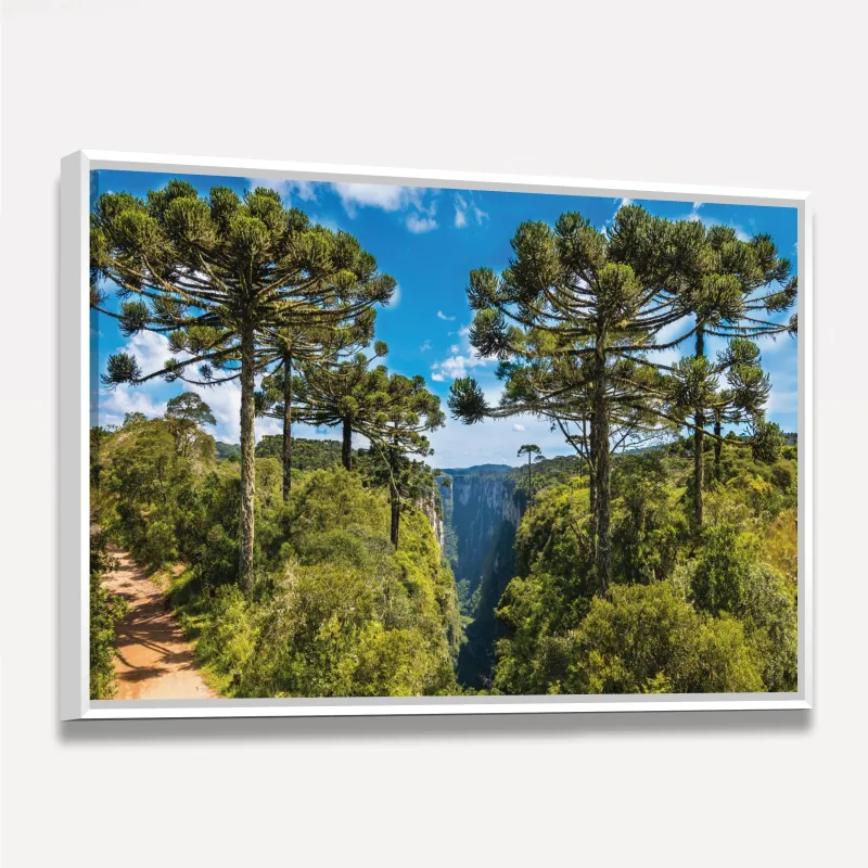 Quadro Árvores de Araucária a Grandeza da Natureza sob o Céu Azul