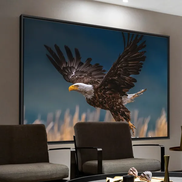 Quadro Voo Águia Cabeça Branca