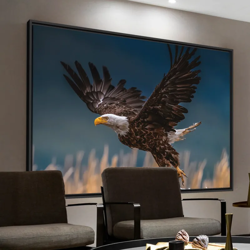 Quadro Voo Águia Cabeça Branca