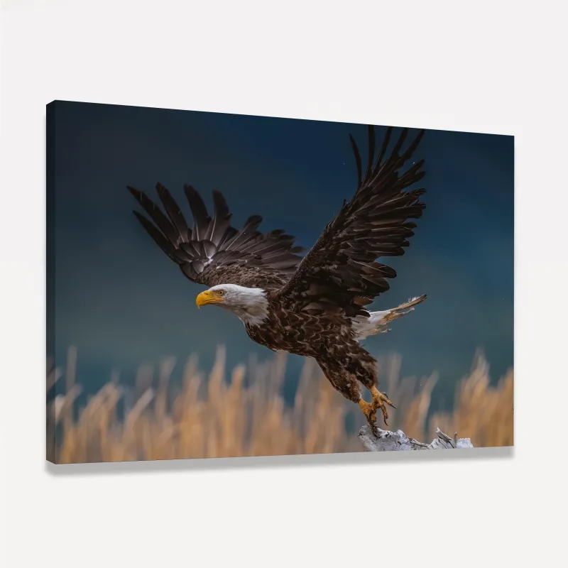 Quadro Voo Águia Cabeça Branca