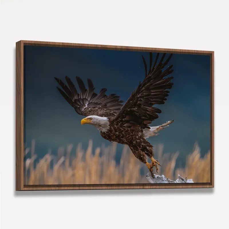 Quadro Voo Águia Cabeça Branca