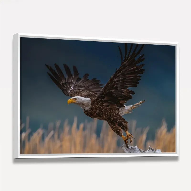 Quadro Voo Águia Cabeça Branca
