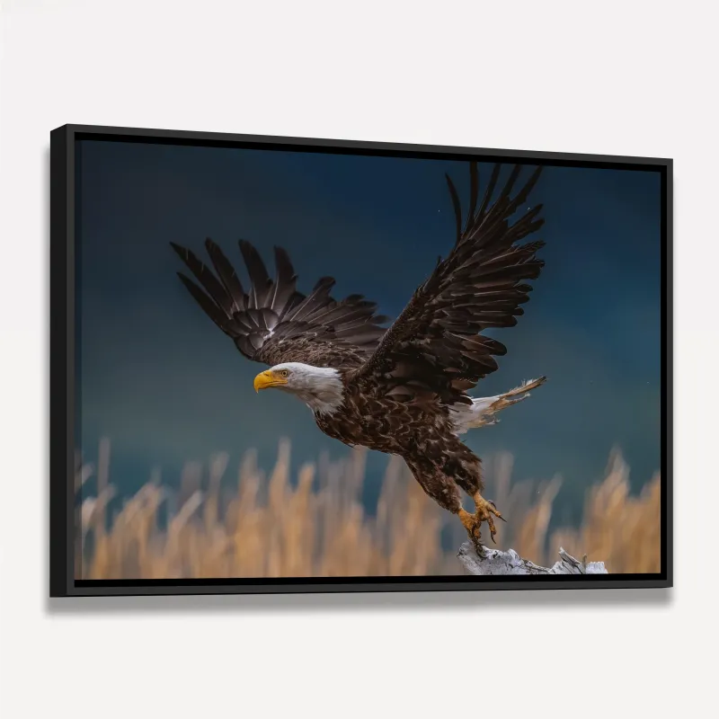 Quadro Voo Águia Cabeça Branca