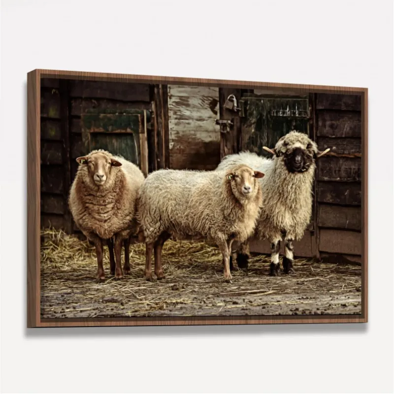 Quadro Trio de Ovelhas Vintage