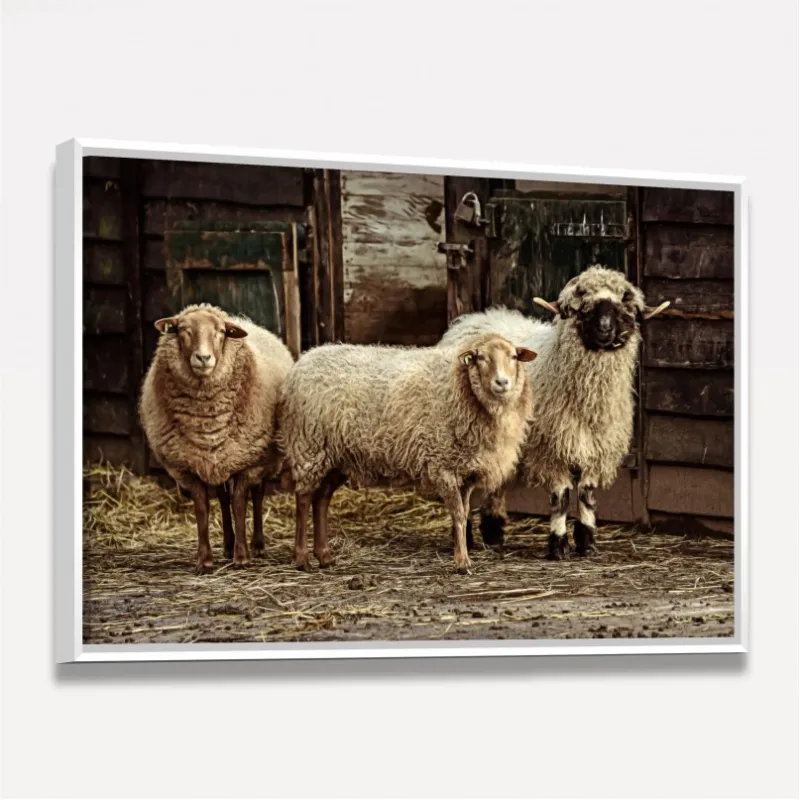 Quadro Trio de Ovelhas Vintage