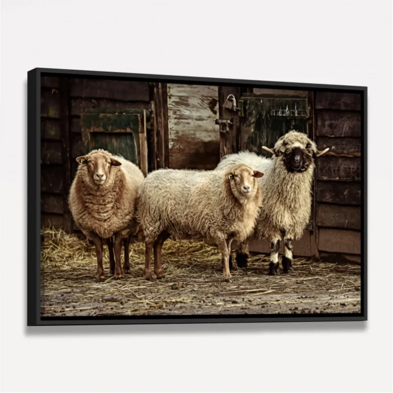 Quadro Trio de Ovelhas Vintage