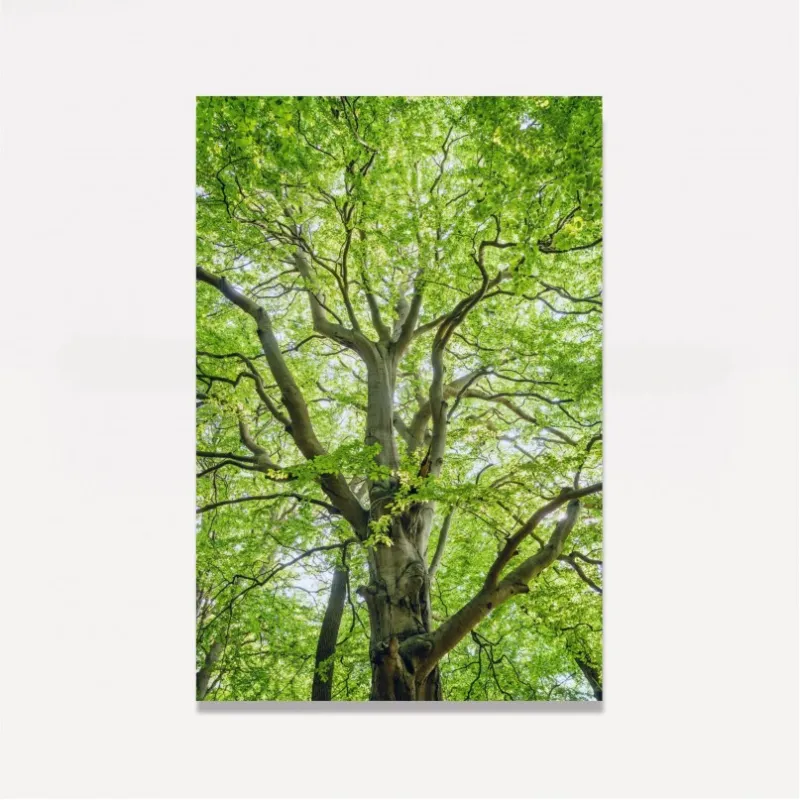 Quadro Entre Folhas e Ramos
