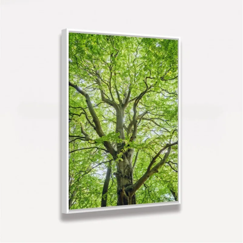 Quadro Entre Folhas e Ramos