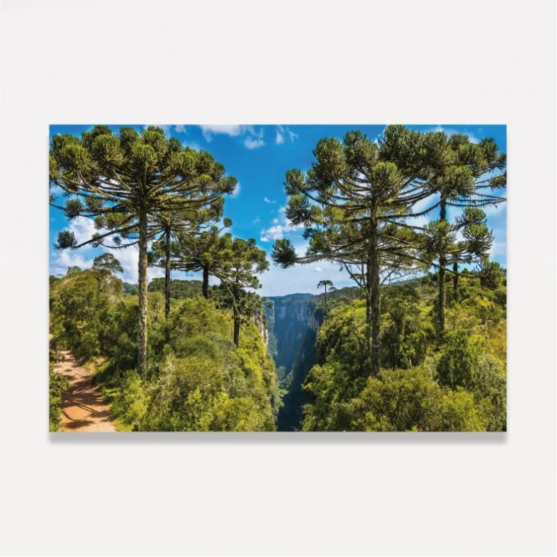 Quadro Paisagem Árvores de Araucárias