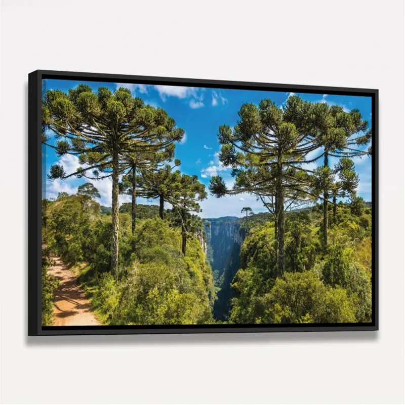 Quadro Paisagem Árvores de Araucárias