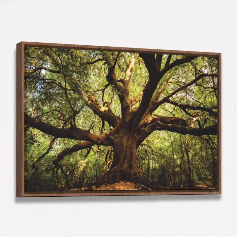 Quadro Árvore Parque  Ilice del Carrinu - Itália