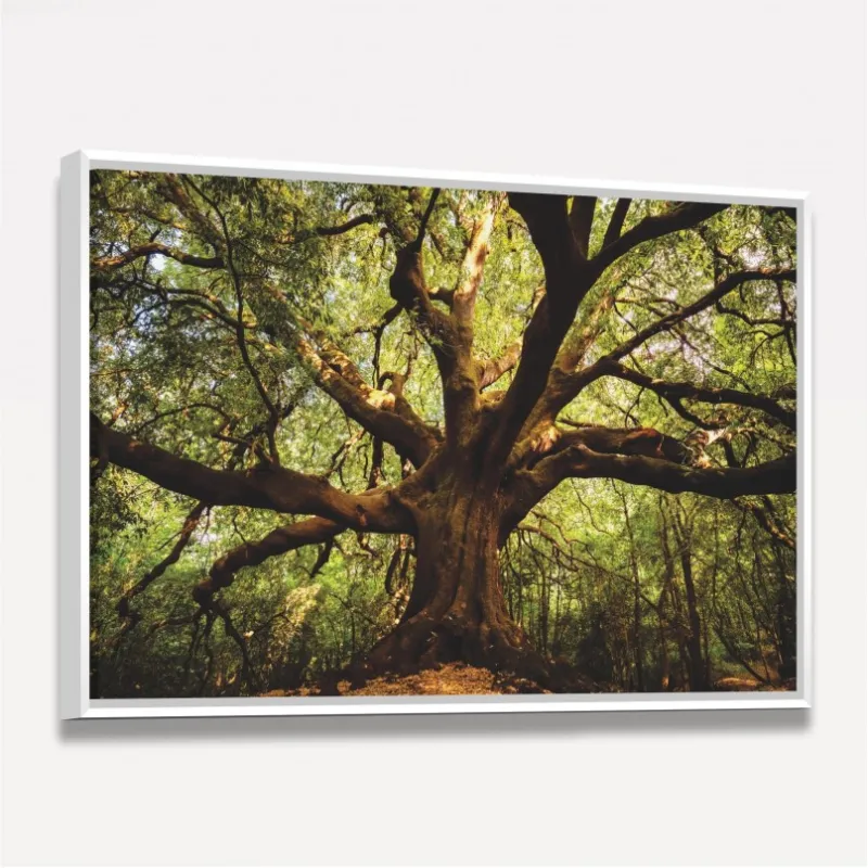 Quadro Árvore Parque  Ilice del Carrinu - Itália
