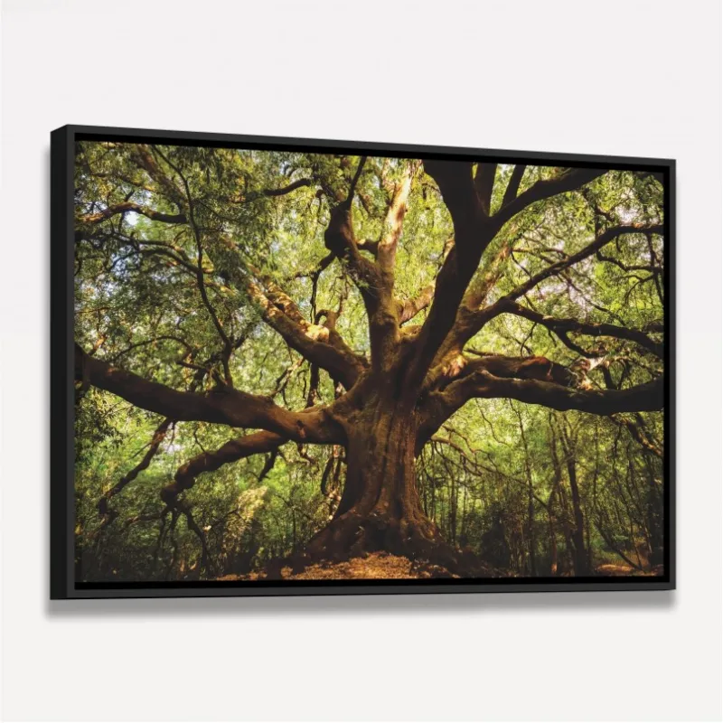Quadro Árvore Parque  Ilice del Carrinu - Itália