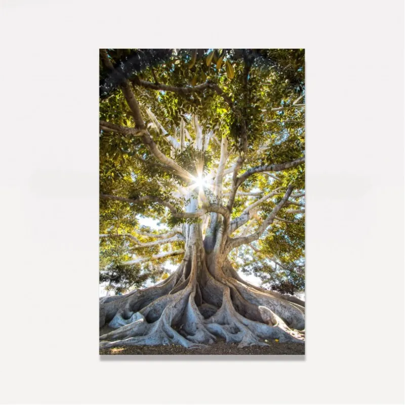 Quadro Árvore Oliveira Grandes Raízes