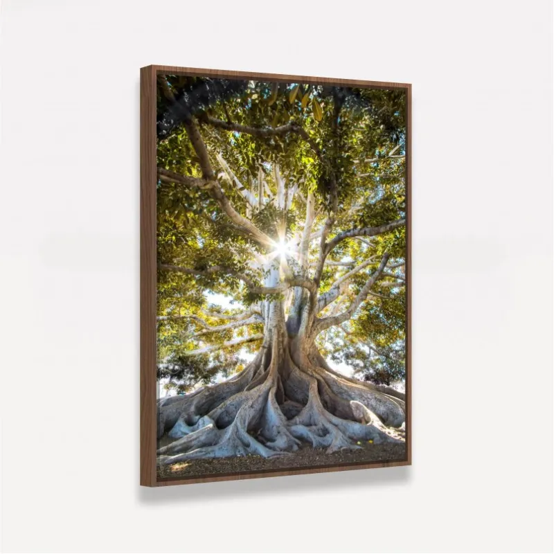 Quadro Árvore Oliveira Grandes Raízes