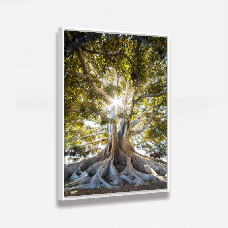 Quadro Árvore Oliveira Grandes Raízes