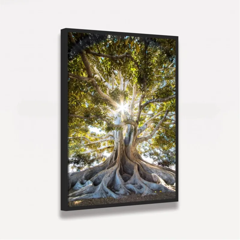 Quadro Árvore Oliveira Grandes Raízes