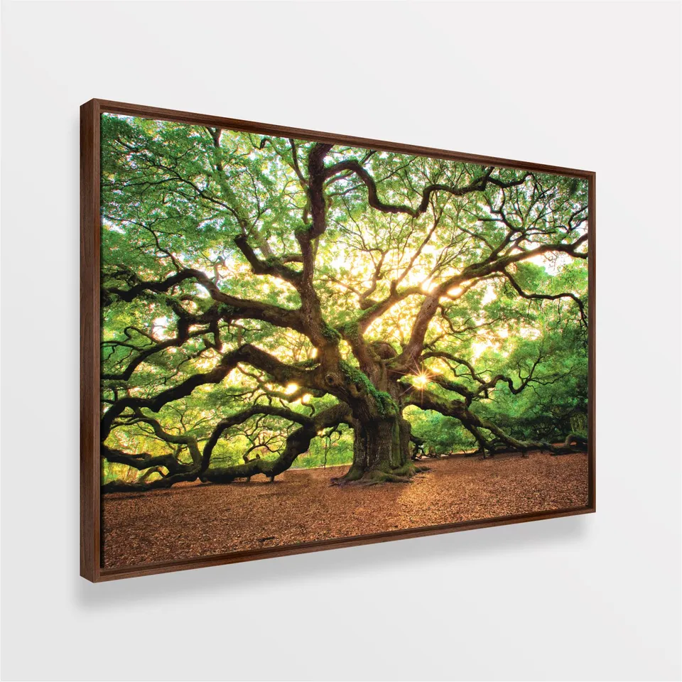 Quadro Árvore Carvalho Antigo Grandes Raízes