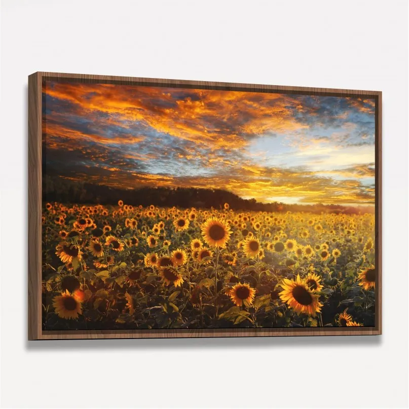 Quadro Flores Campo de Girassóis Ao Pôr do Sol Quadro Flores Campo de Girassóis Ao Pôr do Sol
