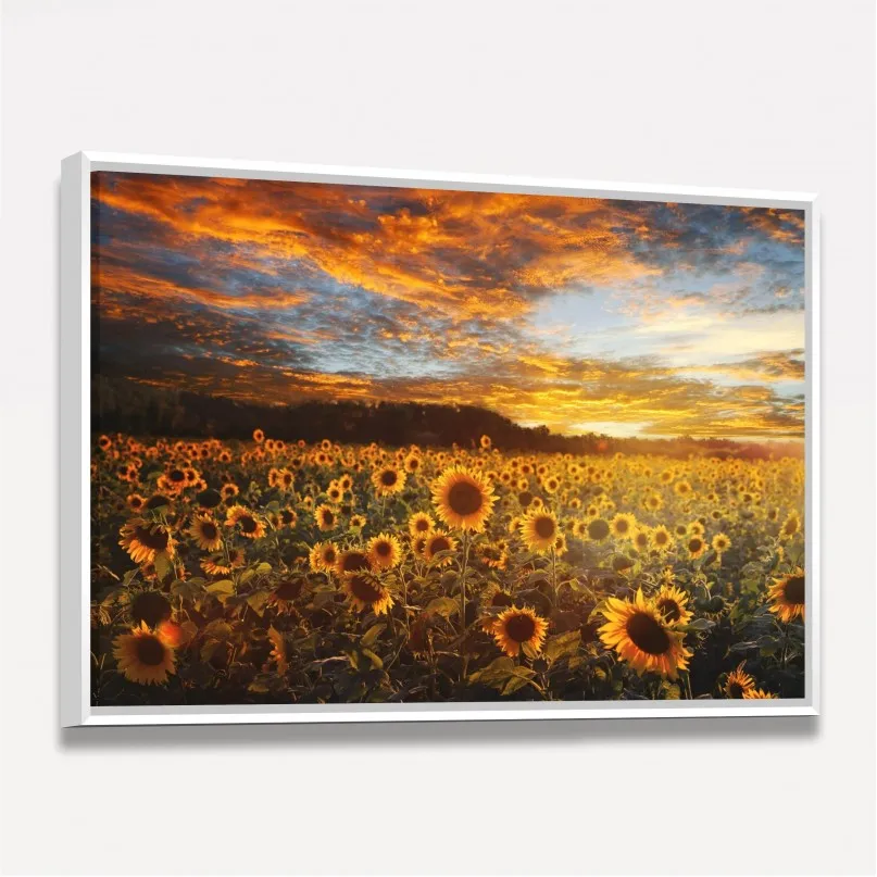 Quadro Flores Campo de Girassóis Ao Pôr do Sol Quadro Flores Campo de Girassóis Ao Pôr do Sol