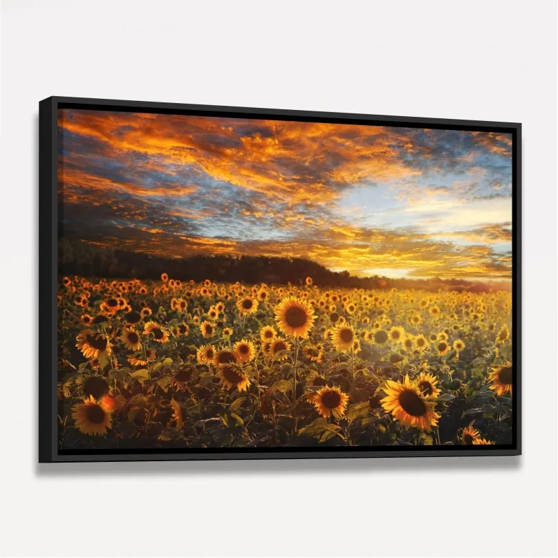 Quadro Flores Campo de Girassóis Ao Pôr do Sol Quadro Flores Campo de Girassóis Ao Pôr do Sol