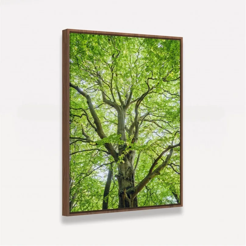 Quadro Entre Folhas e Ramos Quadro Entre Folhas e Ramos