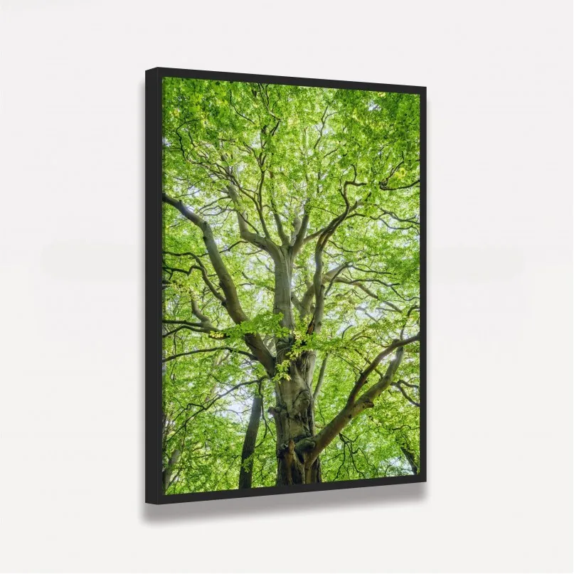 Quadro Entre Folhas e Ramos Quadro Entre Folhas e Ramos