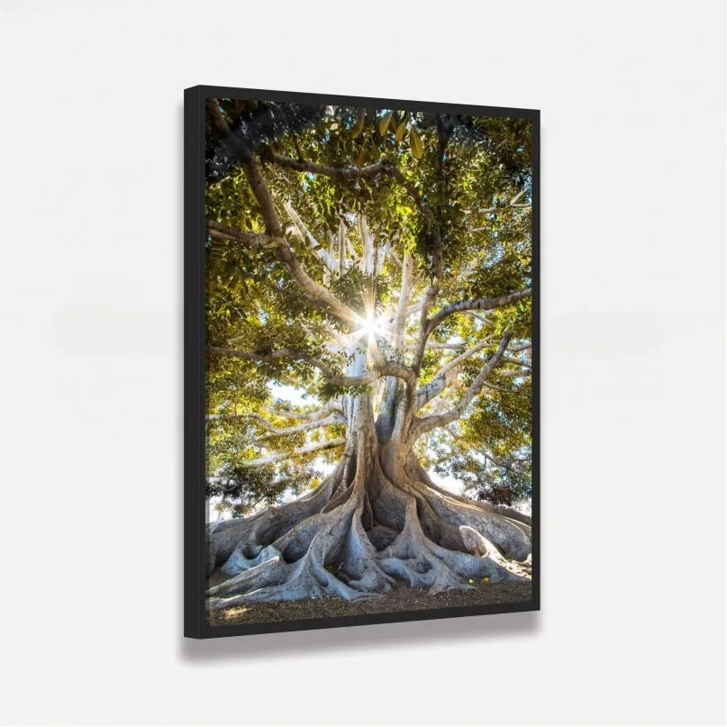 Quadro Luz do Sol sobre Árvore Oliveira Grandes Raízes