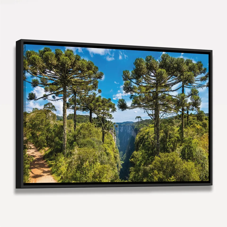 Quadro Árvores de Araucária a Grandeza da Natureza sob o Céu Azul
