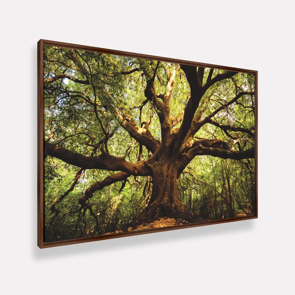 Quadro Árvore Parque Ilice del Carrinu - Itália Quadro Árvore Parque Ilice del Carrinu - Itália