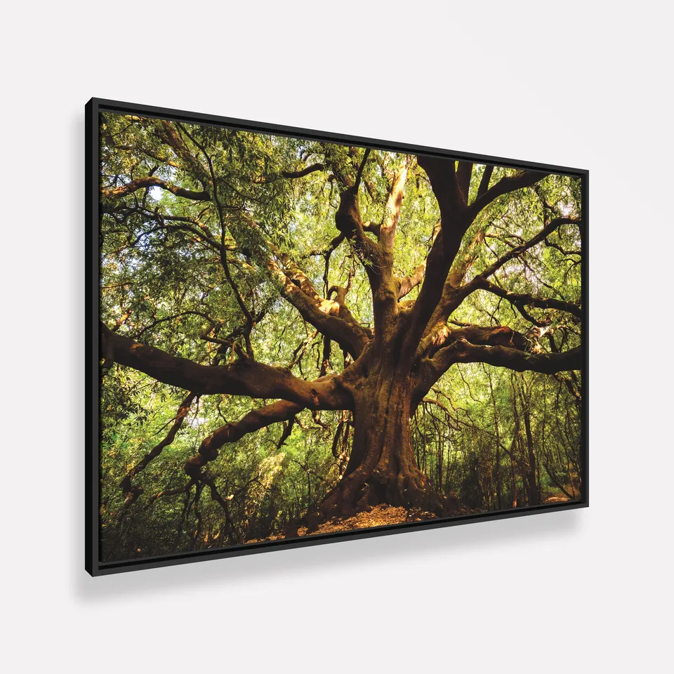Quadro Árvore Parque Ilice del Carrinu - Itália Quadro Árvore Parque Ilice del Carrinu - Itália